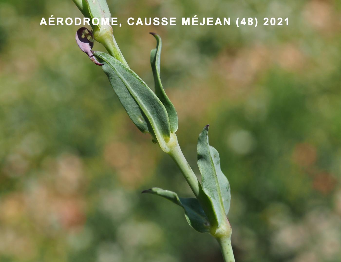 Campion, Bladder leaf